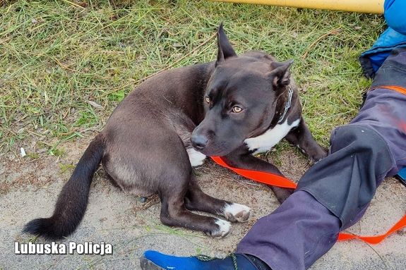 Bił i kopał swojego psa – został zatrzymany przez policjantów